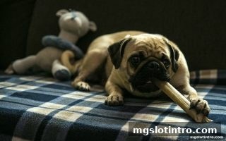 水果机平台新注册用户福利全解析：mg电子游戏介绍助你轻松上手
