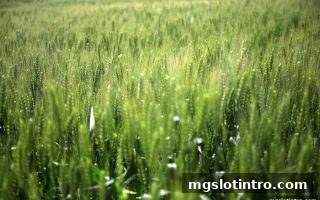 mg电子游戏介绍：主流电子游艺厂商玩法对比与RTP深度解析