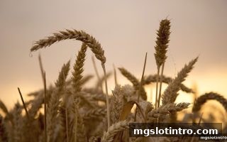 探秘mg电子游戏介绍：3D数字桌游抽水率如何左右玩家长期回报？